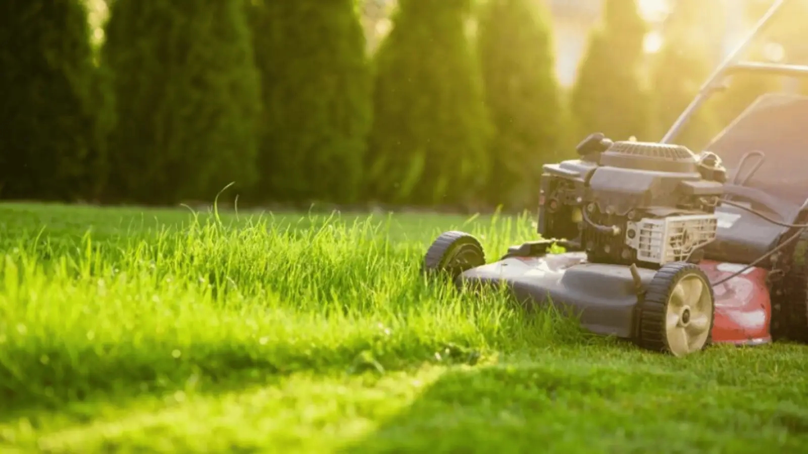 MDA Services — lawn care in Gregory Hills